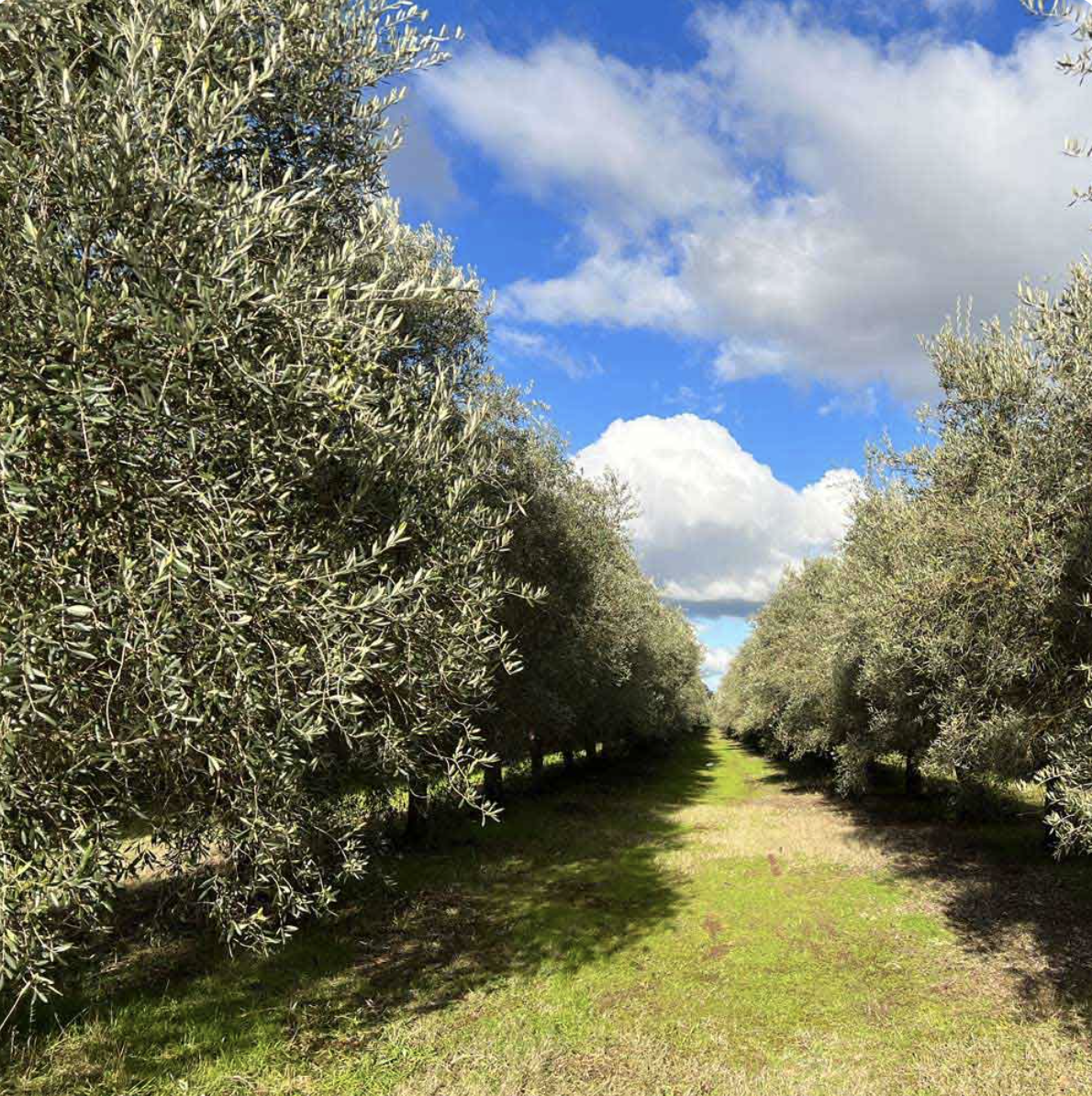 Signature Organic Extra Virgin Olive Oil 2L - Cockatoo Grove